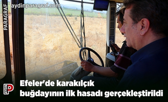Efeler'de karakılçık buğdayının ilk hasadı gerçekleştirildi