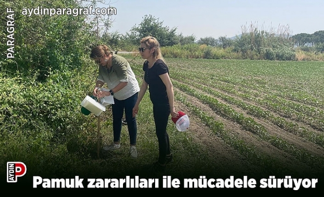 Pamuk zararlıları ile mücadele sürüyor