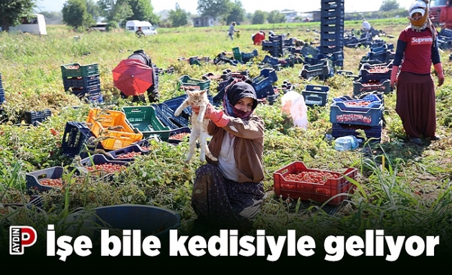 İşe bile kedisiyle geliyor