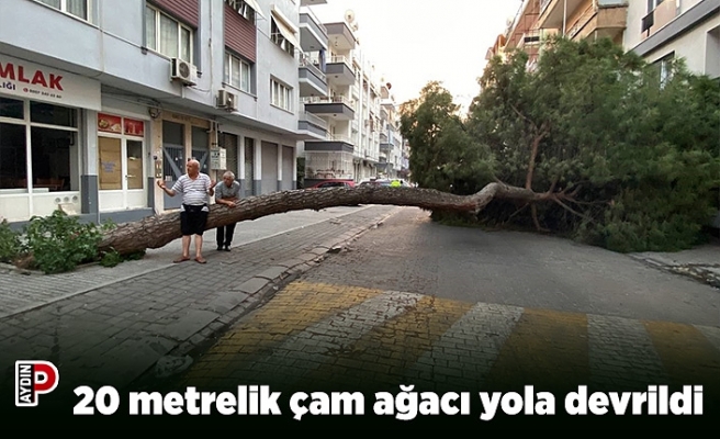 20 metrelik çam ağacı yola devrildi