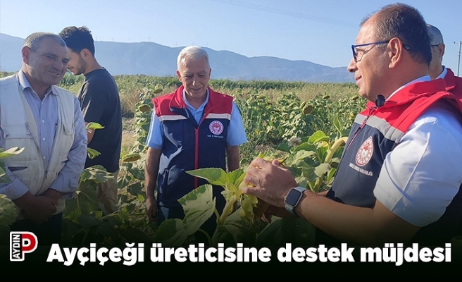 Ayçiçeği üreticisine destek müjdesi