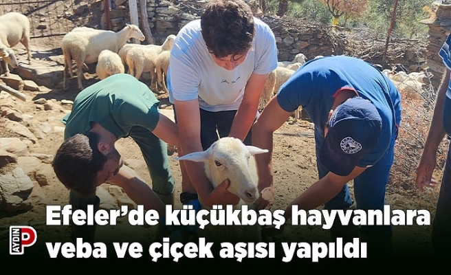 Efeler’de küçükbaş hayvanlara veba ve çiçek aşısı yapıldı