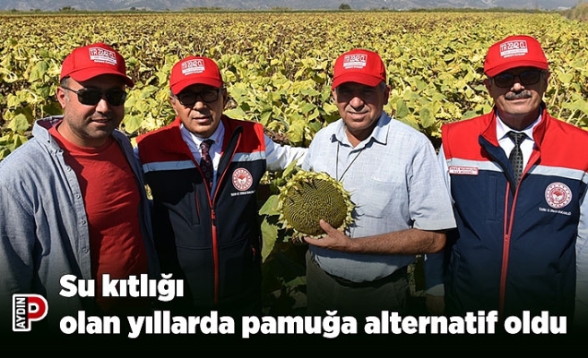 Su kıtlığı olan yıllarda pamuğa alternatif oldu