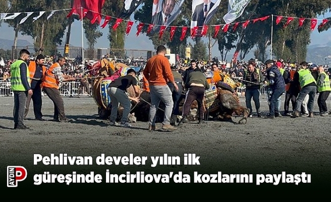 Pehlivan develer yılın ilk güreşinde İncirliova'da kozlarını paylaştı