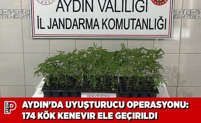 AYDIN'DA UYUŞTURUCU OPERASYONU: 174 KÖK KENEVIR ELE GEÇIRILDI