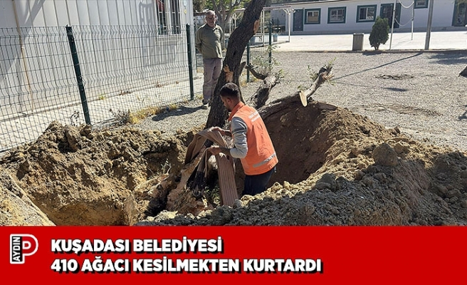 KUŞADASI BELEDİYESİ 410 AĞACI KESİLMEKTEN KURTARDI