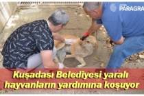Kuşadası Belediyesi yaralı hayvanların yardımına koşuyor