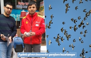Aydınlı güvercinseverler yarışlara hazırlanıyor