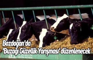 Bozdoğan'da 'Buzağı Güzellik Yarışması'...
