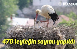 470 leyleğin sayımı yapıldı