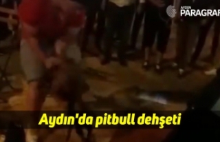 Aydın'da pitbull dehşeti