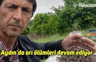 Aydın’da arı ölümleri devam ediyor