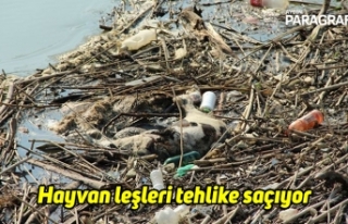 Hayvan leşleri tehlike saçıyor