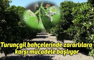 Turunçgil bahçelerinde zararlılara karşı mücadele...