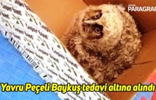 Yavru Peçeli Baykuş tedavi altına alındı
