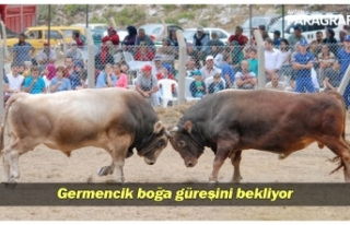 Germencik boğa güreşini bekliyor