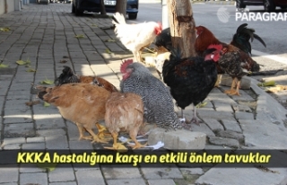KKKA hastalığına karşı en etkili önlem tavuklar