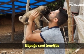 Köpeğe suni teneffüs