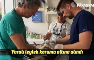 Yaralı leylek koruma altına alındı