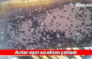 Arılar aşırı sıcaktan çatladı