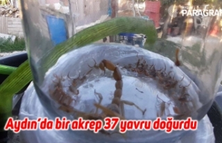 Aydın’da bir akrep 37 yavru doğurdu