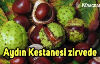 Aydın Kestanesi zirvede