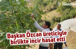 Başkan Özcan üreticiyle birlikte incir hasat etti