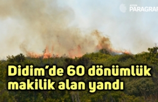 Didim’de 60 dönümlük makilik alan yandı