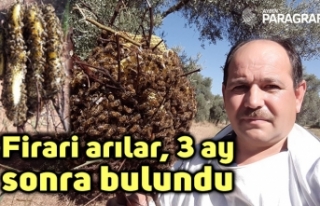 Firari arılar, 3 ay sonra bir evin bahçesinde böyle...