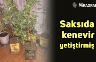 Saksıda kenevir yetiştirmiş