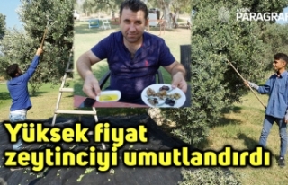 Yüksek fiyat zeytinciyi umutlandırdı