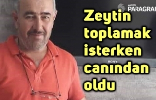 Zeytin toplamak isterken canından oldu