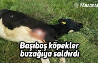 Başıboş köpekler buzağıya saldırdı