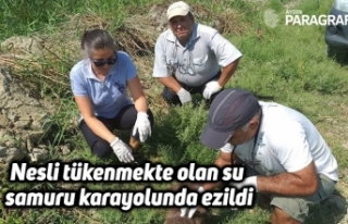 Nesli tükenmekte olan su samuru karayolunda ezildi