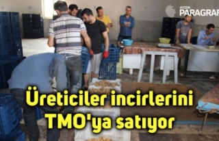 Üreticiler incirlerini TMO'ya satıyor
