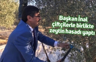 Başkan İnal çiftçilerle birlikte zeytin hasadı...