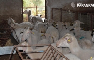 Hibe desteği ile hayvancılığa başladı