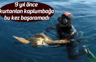 9 yıl önce kurtarılan kaplumbağa bu kez başaramadı