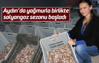 Aydın’da yağmurla birlikte salyangoz sezonu başladı