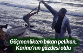 Göçmenlikten bıkan pelikan, Karina’nın gözdesi...