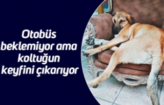 Otobüs beklemiyor ama koltuğun keyfini çıkarıyor