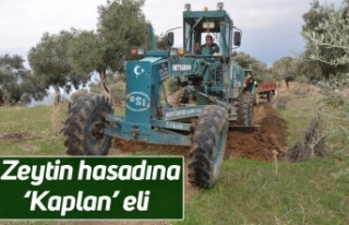 Zeytin hasadına ‘Kaplan’ eli