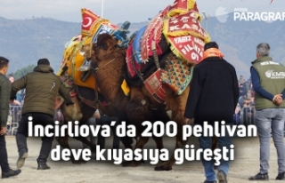 İncirliova’da 200 pehlivan deve kıyasıya güreşti