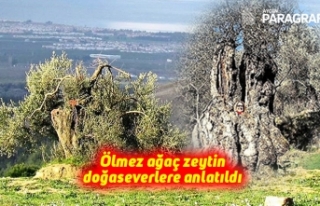 Ölmez ağaç zeytin doğaseverlere anlatıldı