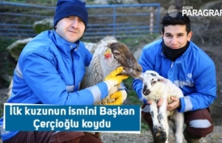 İlk kuzunun ismini Başkan Çerçioğlu koydu