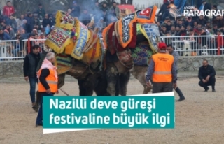 Nazilli deve güreşi festivaline büyük ilgi