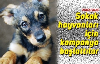 Sokak hayvanları için kampanya başlattılar