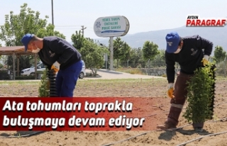 Ata tohumları toprakla buluşmaya devam ediyor