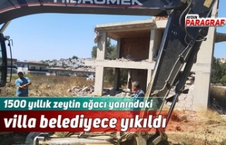 1500 yıllık zeytin ağacı yanındaki villa yıkıldı