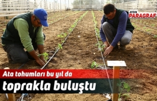 Ata tohumları bu yıl da toprakla buluştu